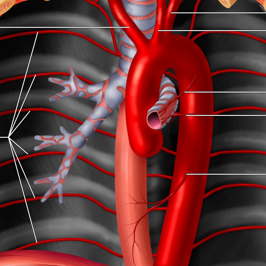 Graphic depicts the branches of the descending thoracic aorta, including the intercostal, esophageal, and bronchial arteries. Typically, there are both superior and inferior left bronchial arteries and a single right bronchial artery (not pictured). Note that the left mainstem bronchus is bent anterior to allow depiction of the bronchial arteries.