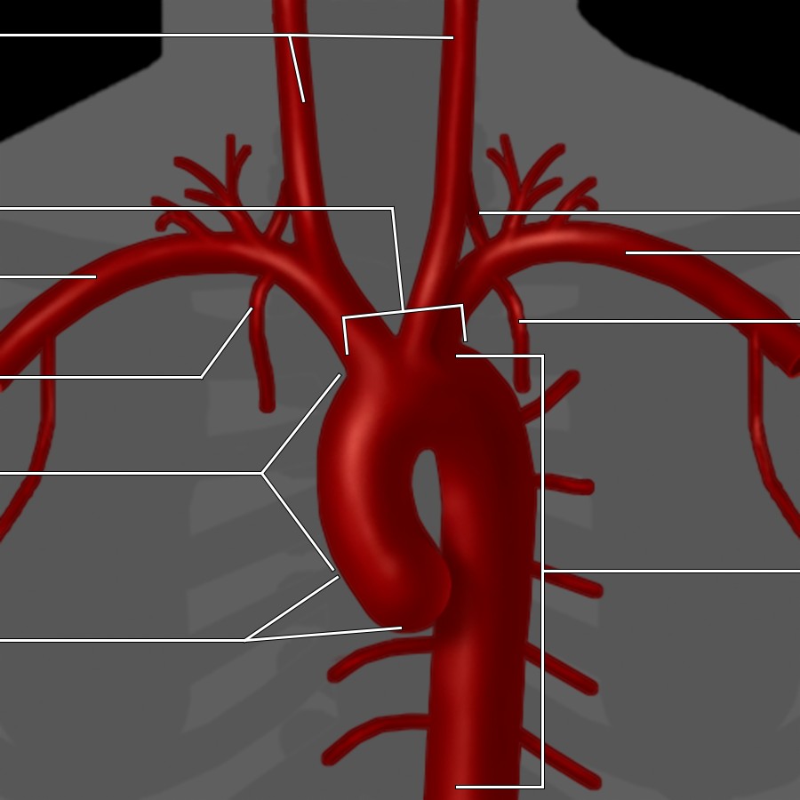 Graphic depicts the thoracic aorta and great vessel origins.