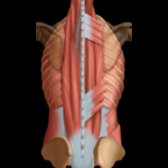 Graphic shows the paraspinal muscles and muscles of the back. The latissimus dorsi muscles are not included. The erector spinae have thick tendinous origins from the sacral and iliac crests and the lumbar and 11th-12th thoracic spinous processes. Superiorly, the muscle becomes fleshy, and in the upper lumbar region subdivides to become the iliocostalis, longissimus, and spinalis muscles (from lateral to medial), tapering as they insert into the vertebrae and ribs. The erector muscles flank the spinous processes and span the length of the posterior thorax and abdomen. They are responsible for extension of the vertebral column.