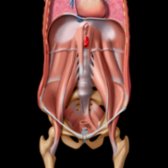 Graphic shows the lumbar vertebrae are covered and attached by the anterior longitudinal ligament, and the diaphragmatic crura are closely attached to it, as are the origins of the psoas muscles, which also arise from the transverse processes. The iliacus muscle arises from the iliac fossa of the pelvis and inserts into the tendon of the psoas major, constituting the iliopsoas muscle, which inserts onto the lesser trochanter. Quadratus lumborum arises from the iliac crest and inserts onto the 12th rib and transverse processes of the lumbar vertebrae. Diaphragmatic and transversus abdominis fibers interlace. Psoas and quadratus lumborum pass behind the diaphragm under medial and lateral arcuate ligaments.