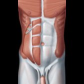 Graphic shows the aponeuroses of the internal and external oblique and transverse abdominal muscles are 2 layered and interweave with each other, covering the rectus muscle and constituting the rectus sheath and linea alba. About midway between the umbilicus and symphysis, at the arcuate line, the posterior rectus sheath ends (arcuate line), and the transversalis fascia is the only structure between the rectus muscle and parietal peritoneum.