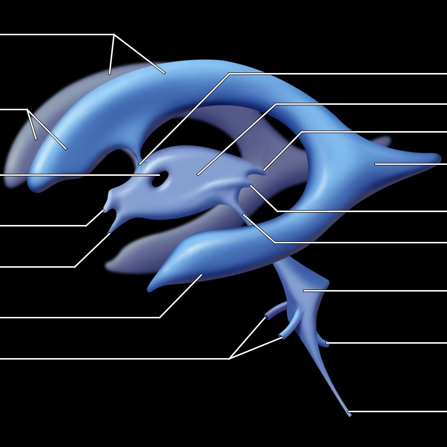 Schematic 3D representation of the ventricular system, viewed in the sagittal plane, demonstrates the normal appearance and communicating pathways of the cerebral ventricles.