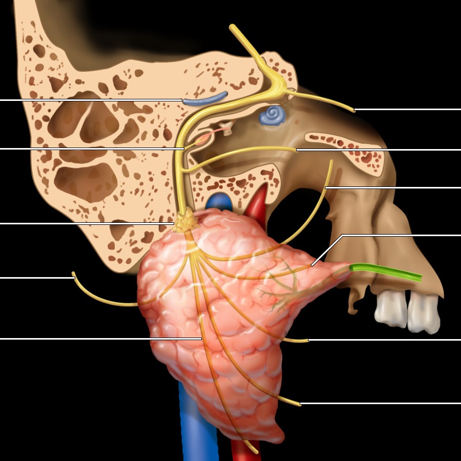 Sagittal graphic depicts the extracranial motor branches of CNVII.