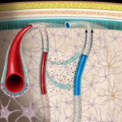 Depiction of normal CSF flow through the glymphatic system. CSF descends along periarterial perivascular spaces (PVS) and through the interstitium before exiting along perivenular PVS, clearing macromolecules (black particles). The exchange between interstitium and PVS is modulated by astrocytic endfeet expressing AQP4 (pink channels).