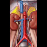 The adrenal glands rest atop the kidneys with an interposed layer of fat. Reflecting their critical role in maintaining homeostasis and responding to stress, the adrenal glands have a very rich vascular supply. The superior adrenal arteries are short branches of the inferior phrenic arteries bilaterally. The middle adrenal arteries are short vessels arising from the aorta. The inferior adrenal arteries are branches of the renal arteries. The left adrenal vein drains into the left renal vein, while the right adrenal vein drains directly into the inferior vena cava (IVC). Note the size of the adrenal glands is somewhat exaggerated in this graphic to facilitate demonstration of the vascular anatomy.